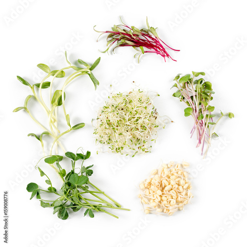 Different types of micro greens on white background. Healthy eating concept of fresh garden produce organically grown as a symbol of health and vitamins from nature. Microgreens closeup.