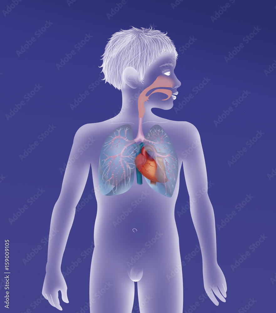 Naklejka premium Thorax, anatomy