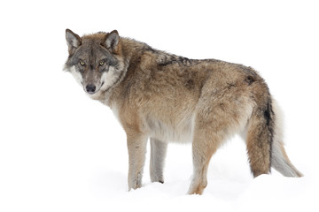 Wandcirkels Wolf Grijze wolf in alerte houding  © Ana Gram
