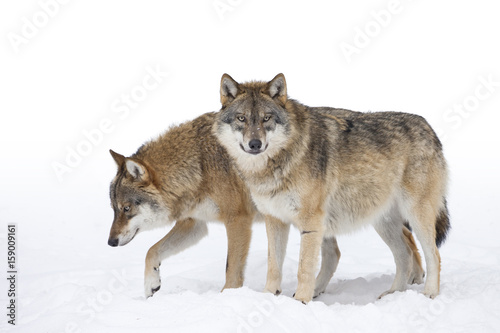 Two Grey wolves