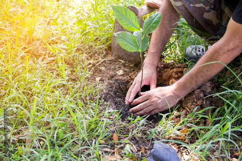Afforest for make a green forest