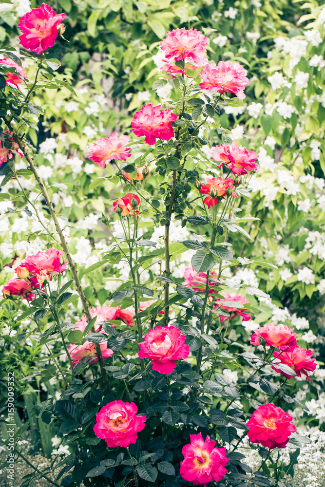 Blooming rose bush in the garden Blooming rose bush in the garden