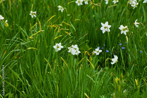 White daffodil on the landscape design of the flower garden. White daffodils in the fields in the spring