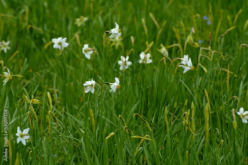 Fototapeta Naklejka Na Ścianę i Meble -  White daffodil on the landscape design of the flower garden. White daffodils in the fields in the spring