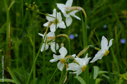 Fototapeta Naklejka Na Ścianę i Meble -  White daffodil on the landscape design of the flower garden. White daffodils in the fields in the spring