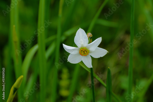 Fototapeta Naklejka Na Ścianę i Meble -  White daffodil on the landscape design of the flower garden. White daffodils in the fields in the spring