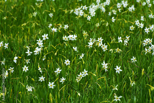 Fototapeta Naklejka Na Ścianę i Meble -  White daffodil on the landscape design of the flower garden. White daffodils in the fields in the spring