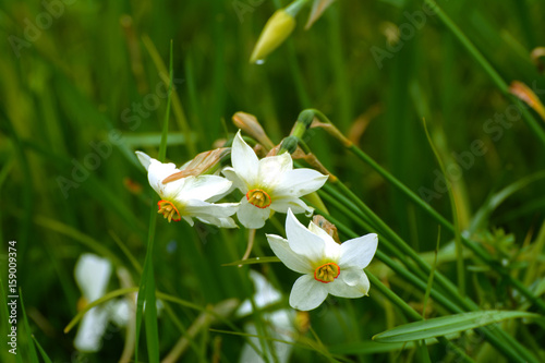 Fototapeta Naklejka Na Ścianę i Meble -  White daffodil on the landscape design of the flower garden. White daffodils in the fields in the spring