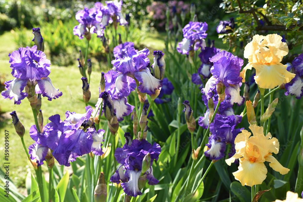 Iris bleus et jaunes au jardin au printemps