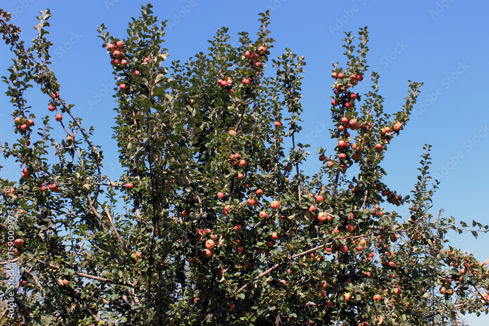 Apple tree. Multiple Apples hanging from an Apple tree on a bright blue background. Apple tree. Multiple Apples hanging from an Apple tree on a bright blue background.