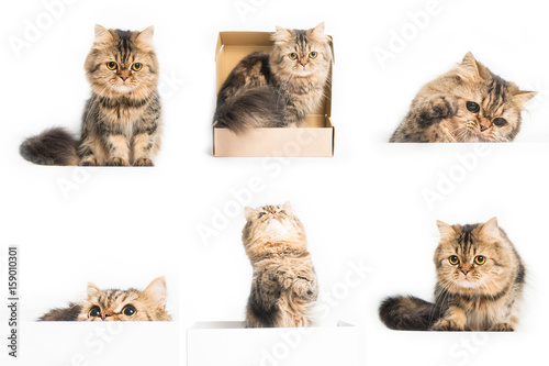 Collage of young persian cat in front of a white background