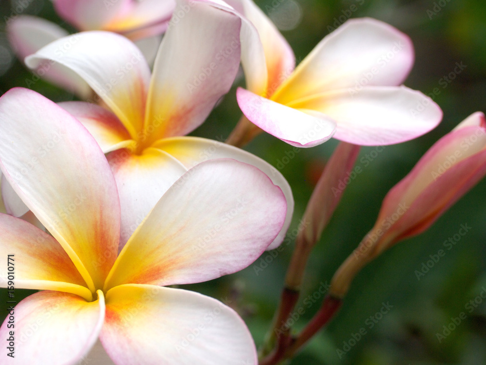 Naklejka premium プルメリア