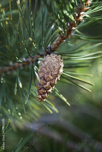 Evergreen Cone