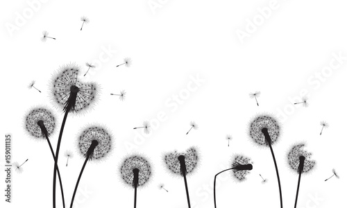 Fototapeta Naklejka Na Ścianę i Meble -  Abstract background with silhouette dandelion flowers and seeds, vector illustration.