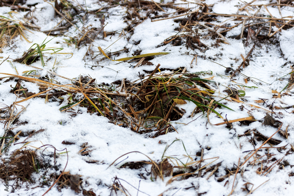 Beautiful background with grass covered with snow. Beautiful background with grass covered with snow.