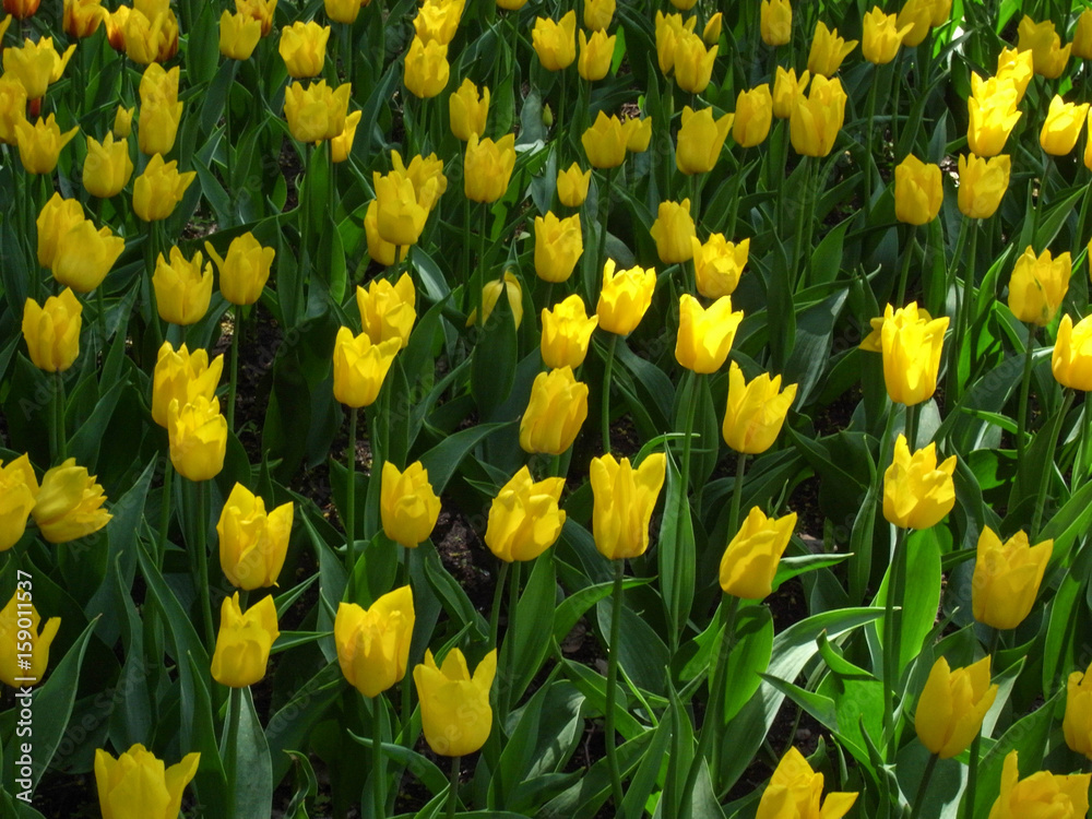 Field of tulips. Season of flowering tulips in the parks of the city. Field of tulips. Season of flowering tulips in the parks of the city.
