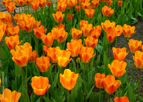 Field of tulips. Season of flowering tulips in the parks of the city.