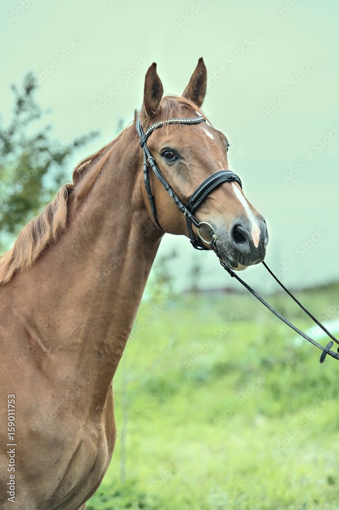 Fototapeta premium portrait of sportive chestnut horse