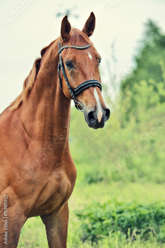 portrait of sportive chestnut horse © anakondasp