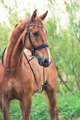 portrait of sportive chestnut horse © anakondasp