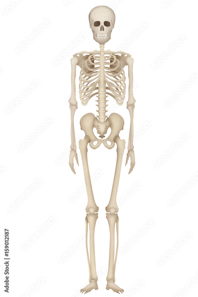 Skeleton, illustration Skeleton, illustration