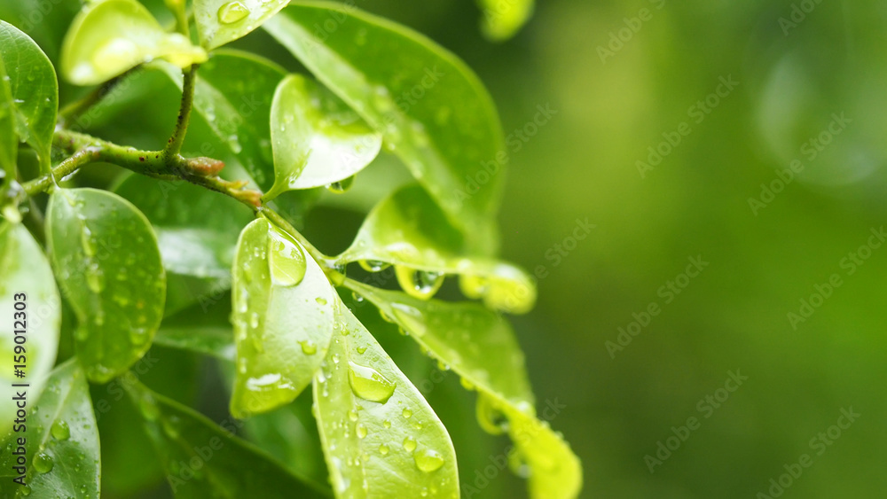 Green leaves with rain drops in morning light blurred focus for nature background Green leaves with rain drops in morning light blurred focus for nature background