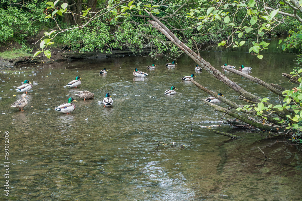 Valokuva Ducks In Creak 3