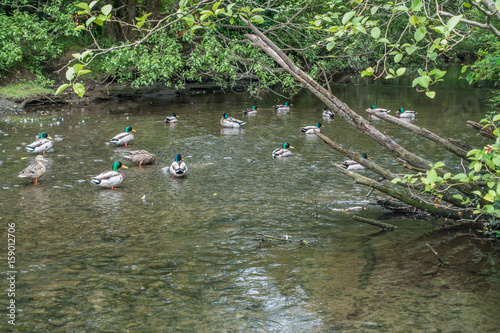 Fényképezés Ducks In Creak 3
