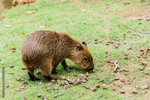 ig Capybara (hydrochoerus hydrochaeris) in the zoo