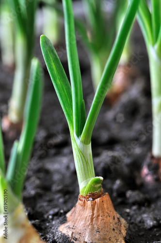 organically cultivated onion plantation in the vegetable garden , vertical composition