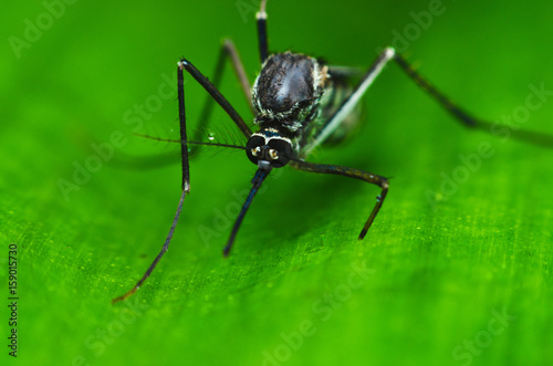big giant mosquito on green leaf. © thithawat