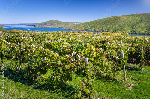 Vineyard Overlooking a Beautiful Lake on a Sunny Autumn Day. Fingers Lakes, Upstate New York. photo