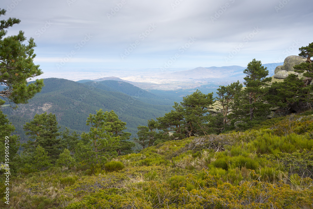 Scots pine forest and padded brushwood (Cytisus oromediterraneus and Juniperus communis) in Siete Picos (Seven Peaks) range, Guadarrama Mountains National Park, province of Segovia, Spain