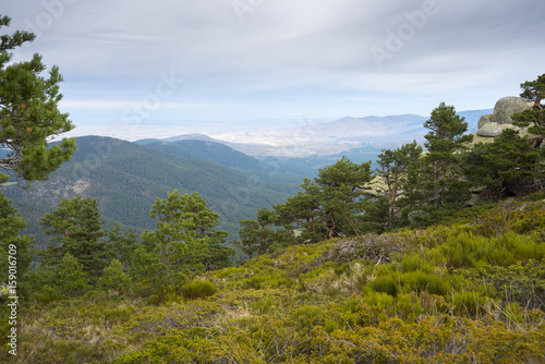 Scots pine forest and padded brushwood (Cytisus oromediterraneus and Juniperus communis) in Siete Picos (Seven Peaks) range, Guadarrama Mountains National Park, province of Segovia, Spain