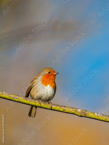 Photo cute little red robin bird perched on a tree branch in the orange glow light of