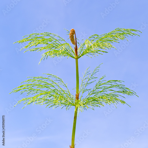 Horsetail (lat. Equisetum sylvaticum)