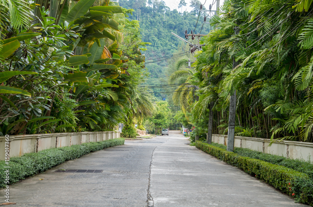 Street flanked by lush tropical vegetation in Khao Lak, Thailand