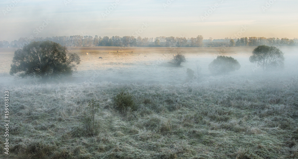 Foggy morning Foggy morning