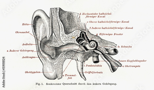 Vertical cross section of ear (from Meyers Lexikon, 1896, 13/134/135) photo