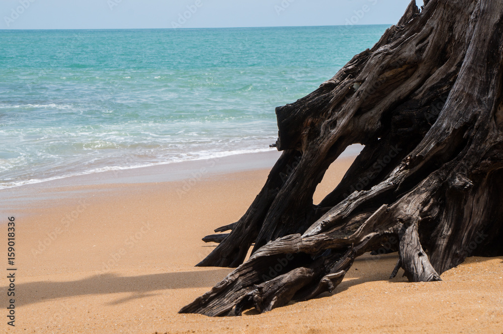 Tree roots on the beach