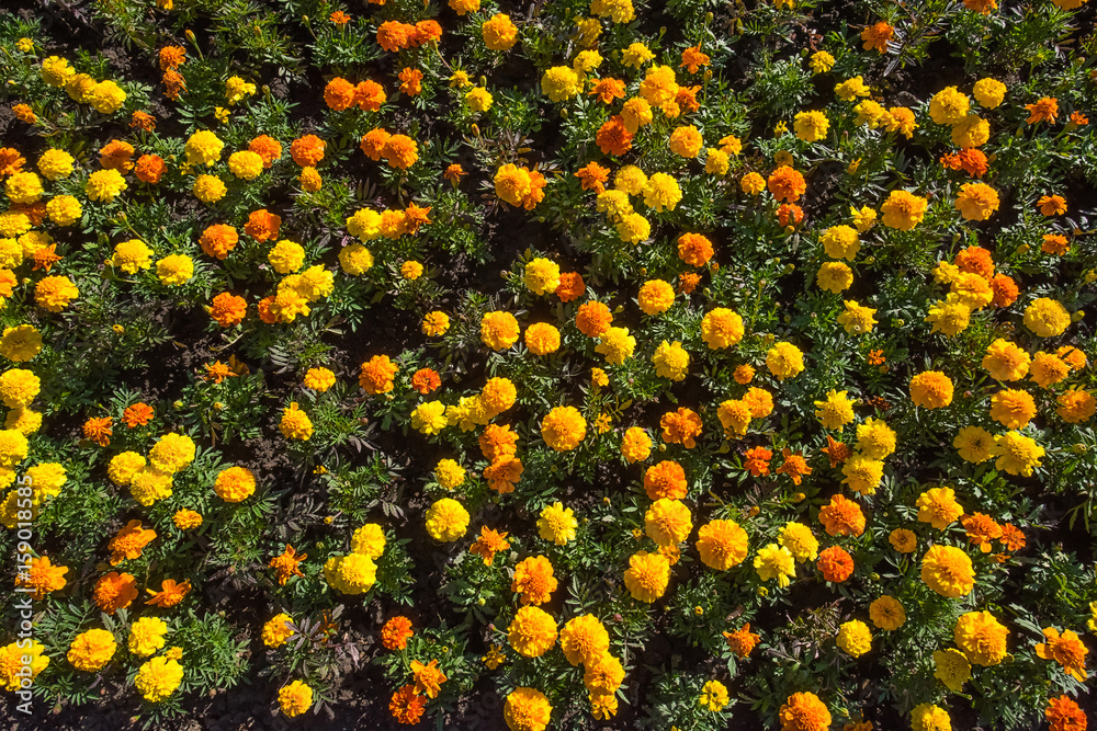 Ταπετσαρία Closeup top view of tagetes or marigold colorful flowerbed