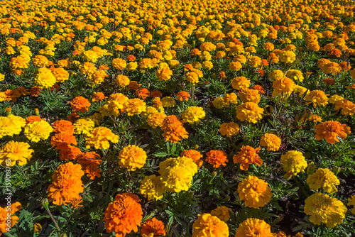 Tagetes or marigold colorful flowerbed