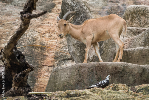 The Barbary sheep lives in the rocky mountain terrain.