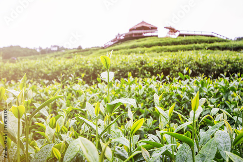 Green tea bud and fresh leaves on blurred background