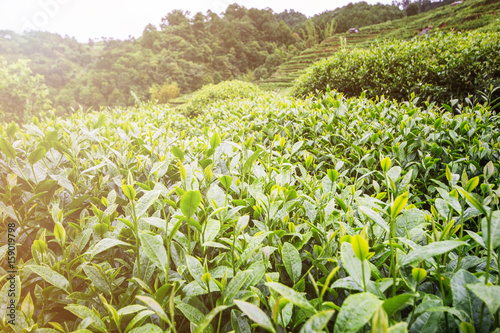 Green tea bud and fresh leaves on blurred background