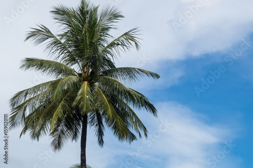 Wallpaper Mural Beautiful single coconut tree with blue and cloudy sky in the background Torontodigital.ca
