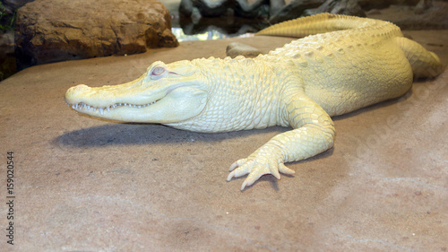 Albino Alligator or white Mississippian alligator resting next to the river rocks, North America