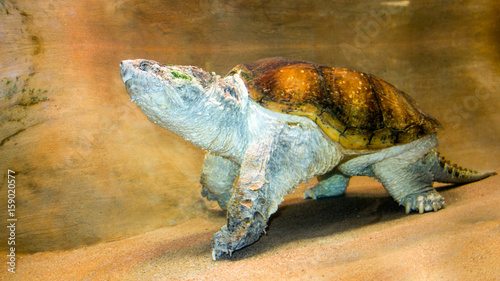 American alligator snapping turtle walking along sandy wall