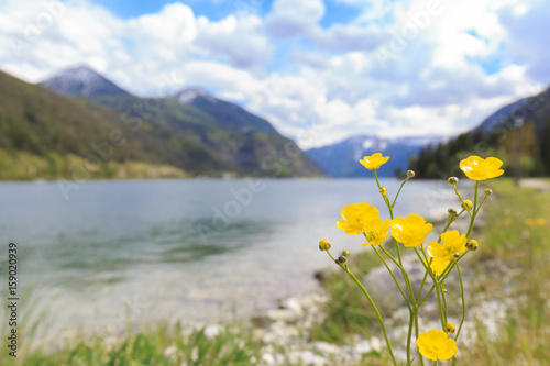 Lake Achensee on a sunny windy and couldy day at Achenkirch with yellow flower