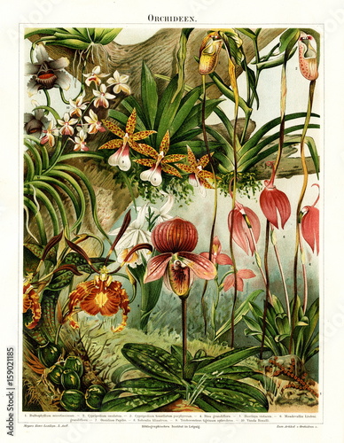 Fototapeta Naklejka Na Ścianę i Meble -  Orchids (from Meyers Lexikon, 1896, 13/216/217)
